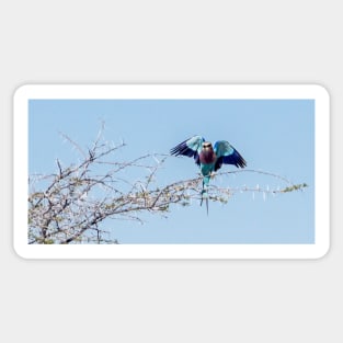 Lilac-breasted roller bird. Sticker